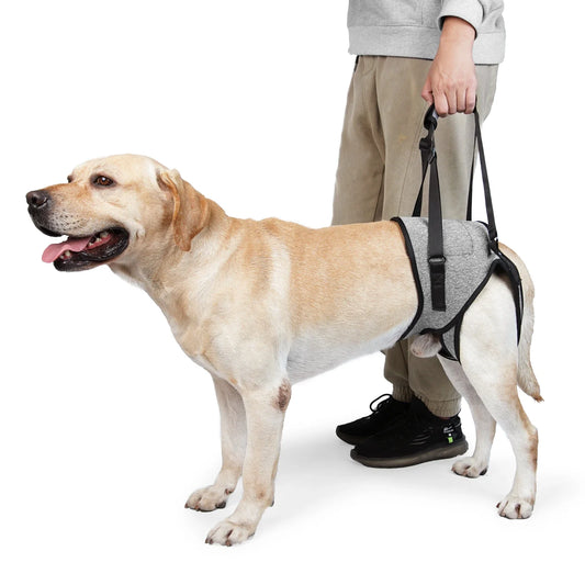 Arnês De Elevação Para Cães De Grande Porte