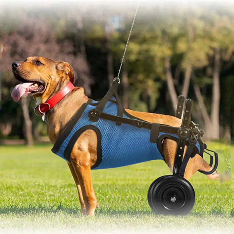 Cadeira De Rodas Para Cachorro
